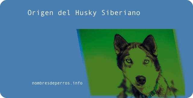 origen del husky siberiano
