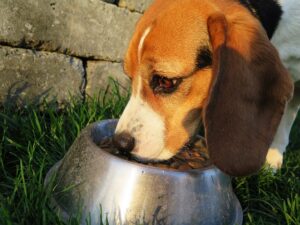 recetas de comida casera y saludable para perros
